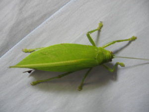 Picture of palahè