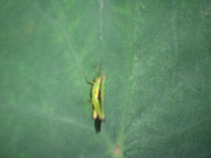 Picture of palahè