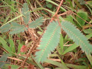 Picture of pangngibien