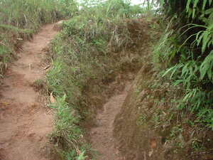 Picture of panpan