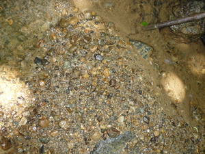 Picture of pantad
