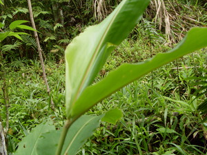 Picture of panuen
