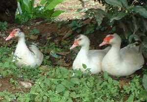 Picture of patuk