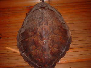 Picture of pawikan