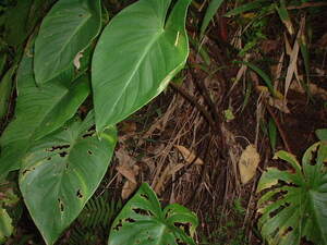 Picture of payyew