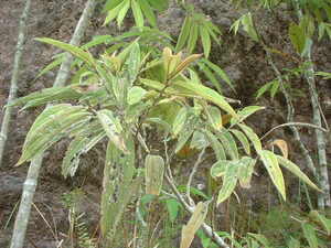 Picture of pehul2