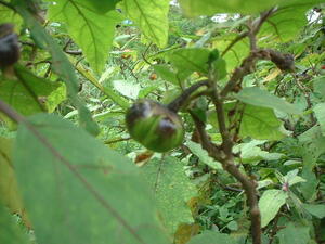 Picture of peliya_ne_mallibusen
