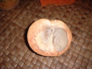 Picture of peri