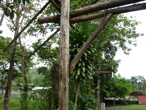Picture of pes-ek