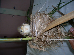 Picture of pispis
