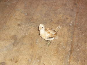 Picture of piyak