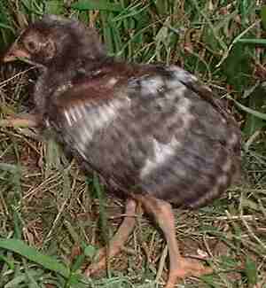 Picture of piyak