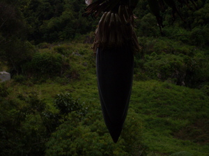 Picture of pusù