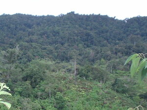 Picture of puwalas