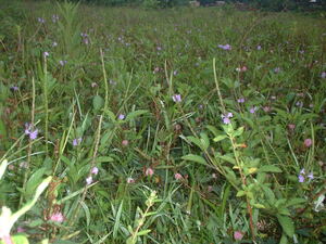 Picture of sagbet