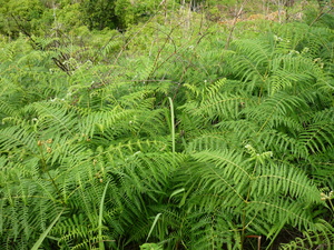 Picture of sagpang