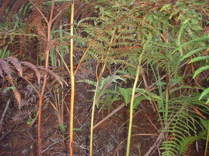 Picture of sagpang