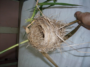 Picture of salag1