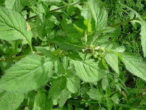 Picture of salebù2