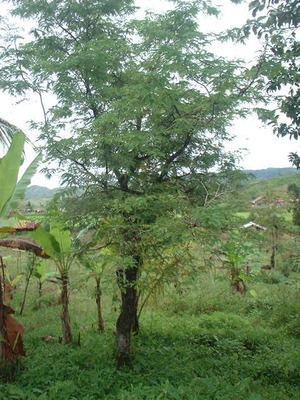 Picture of sambag