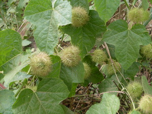Picture of sampalawing
