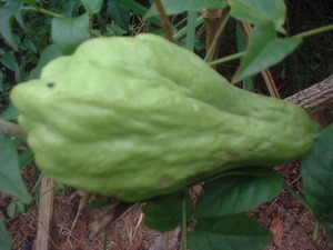 Picture of sayuti