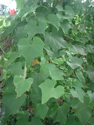 Picture of sayuti