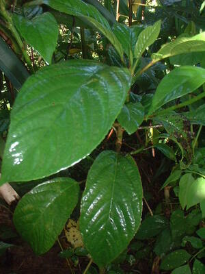 Picture of sehè