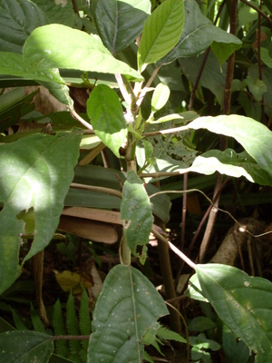 Picture of sehè