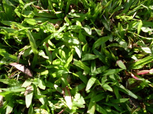 Picture of selekati