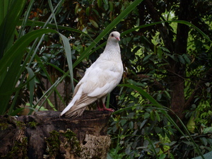 Picture of seleppati