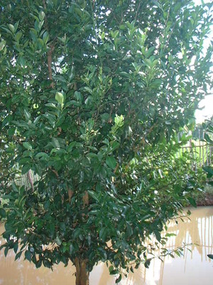 Picture of sitrus