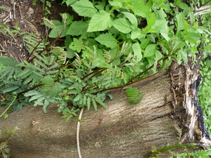 Picture of subul