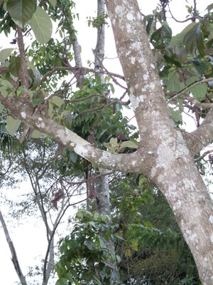 Picture of sugpang