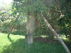 Picture of suley1
