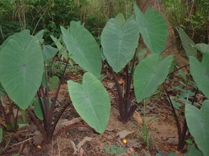 Picture of suli