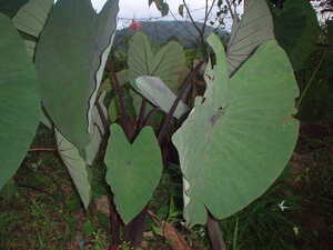 Picture of suli