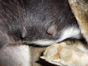 Picture of susu