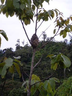 Picture of taburuk