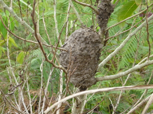 Picture of taburuk