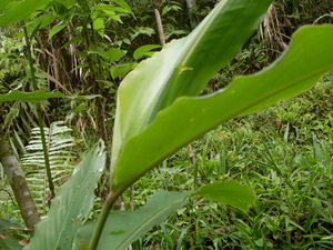 Picture of tagbak