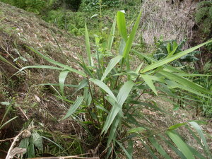 Picture of tahi-tì