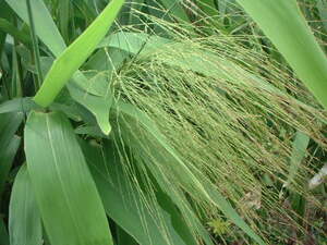 Picture of tahi-tì