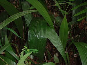 Picture of taluangi