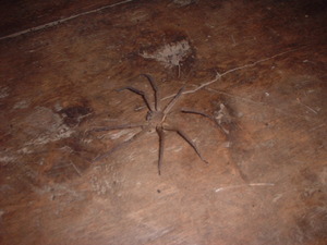 Picture of talubahi