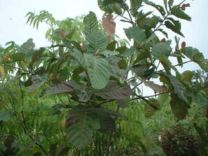 Picture of talupakan