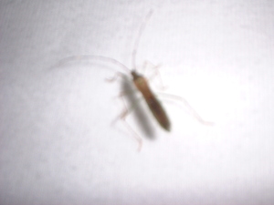 Picture of tanangew