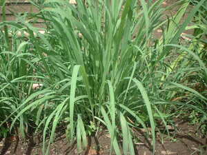 Picture of tanglad