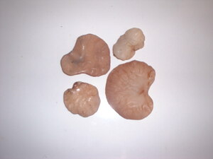 Picture of tanguleg