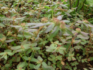 Picture of tawatawa